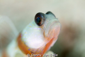 Gobie - Danny Van Belle by Danny Van Belle 